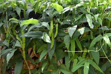 Ev bahçesinin duvarında yetişmemiş kanatlı fasulye kabukları olan kanatlı bir fasulye asmasının görüntüsü..