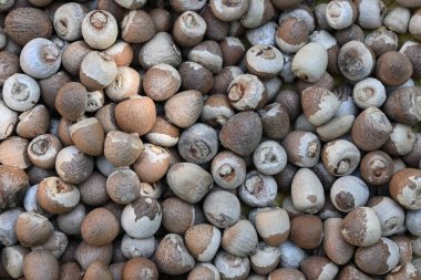 Kuru ve kabuğu olmayan bir yığın Areca fıstığının genel görünümü