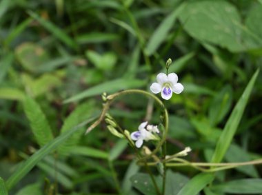 Küçük beyaz renkli sürüngen yüksük otu çiçeğinin (Asystasia gangetica) bir çimenlik alanda yer seviyesinde patlaması görülüyor