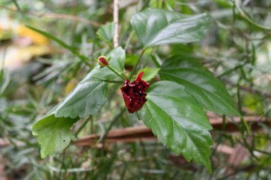 Bahçede açan kırmızı renkli çift katmanlı Tropikal Hibiscus çiçeğinin görüntüsü