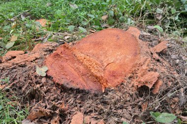 Zeminde yeni kesilmiş bir hindistancevizi ağacının yeni kesilmiş yüzeyi görünüyor.