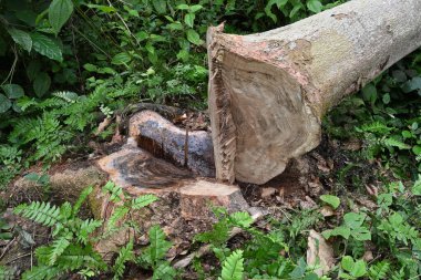 Yakın zamanda kesilmiş bir Nedun ağacı kütüğünün (Pericopsis mooniana) ve yakınındaki düşen gövdesinin açısına bak.