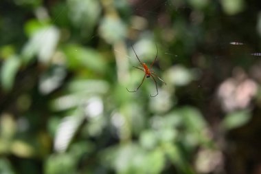 Ventral side view of a male giant golden orb weaver spider (Nephila pilipes) who has a small sized body and an orange color. It is sitting on a spider web clipart