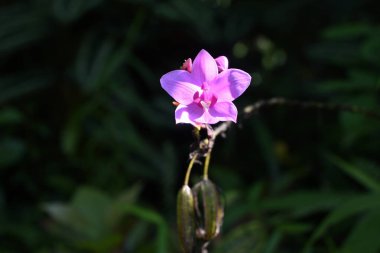 Bir güneş ışığı, bahçedeki büyük mor orkide (Spatthoglottis plicata) olarak bilinen bir orkide çiçeğine çarpar..