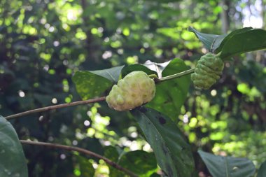 Bir Hint dut bitkisinin olgunlaşmış meyvesi (Morinda citrifolia). Sri Lanka 'da bu bitki Ahu bitkisi olarak bilinir.