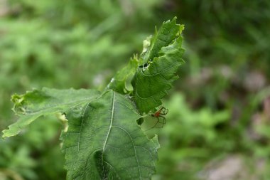 Küçük ve turuncu renkli vaşak örümceğinin yan görünüşü süslü bir bamya bitkisinin yaprağının kenarında duruyor.