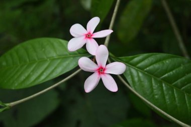 Bahçede pembe bir Kopsia çiçeği (Kopsia fruticosa) açıyor.