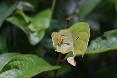 Vahşi bir yaprağın üzerinde oturan turuncu renkli bir yaprak böceğinin görüntüsü.