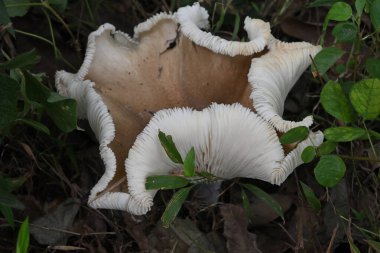 Büyük bir mantar yerde soluyor ve yüzeyin altındaki dokusunu ortaya çıkarıyor.