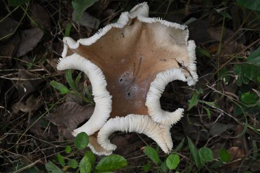 Büyük bir kapak mantarı bir orman bölgesinde çimenli zeminde çiçek açtı ve şimdi kuruyor, bu da üst yüzey manzarasını gösteriyor..