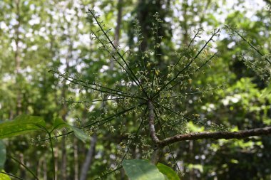 Çiçekli, kauçuk bir dalın görüntüsü ve birkaç çiçek tomurcuğu.