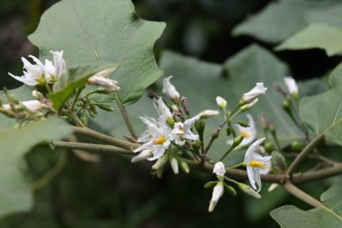 Bir hindi çileği (Solanum torvum) bir dal üzerinde açan çiçek kümesi