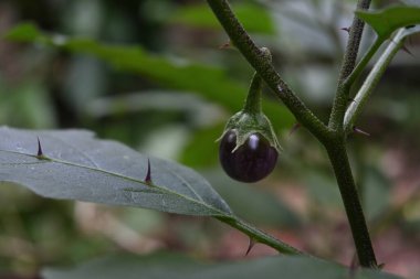Küçük, menekşe renkli bir patlıcan meyvesi büyüyor ve patlıcan dalından sarkıyor. Bu çok yaygın olmayan patlıcan çeşitliliğinin yaprak yüzeyinde dikenleri vardır..
