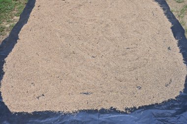 Doğrudan güneş ışığını kurutmak için politen çarşafa serilmiş taze toplanmış pirinç tanelerinin görüntüsü..