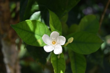 Bahçede açan bir mercan girdabının (Wrightia antidysenterica) yumuşak odak görüntüsü
