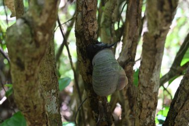 Dev bir kara salyangozu (Acavus Phoenix) bir bitki kökü üzerinde sürünmeye başlar..