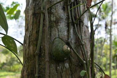 Dev bir kara salyangozu (Acavus Phoenix) bir hindistan cevizi ağacının gövdesine tutunur.