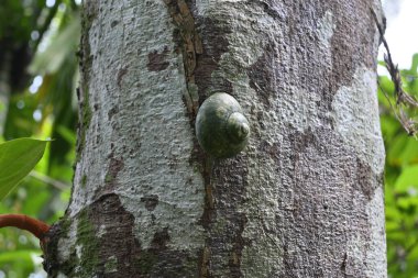 Dev bir kara salyangozu (Acavus Phoenix) gündüz vakti bir ağaç gövdesinin yüzeyine tutunur.
