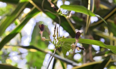 Hindistan 'da bir Birthwort (Aristolochia indica) sarmaşığı çiçek açıyor ve genellikle Sri Lanka' da Sapsanda sarmaşığı olarak bilinir.