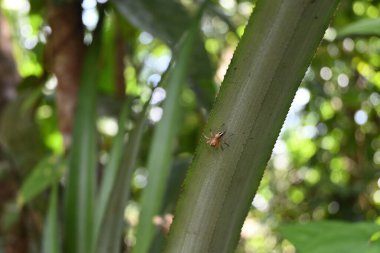 Küçük bir zıplayan örümceğin ananas yaprağının altında yürüdüğü görülebilir.