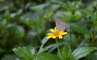 Bir Plains Cupid kelebeği (Luthrodes pandava) marigold Singapur papatyasından nektar toplamaya çalışır.
