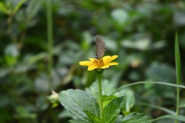 Singapur çiçeğinden nektar toplamaya çalışan Plains Cupid kelebeğinin ön tarafı.