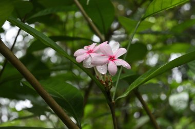 Kopsia bitkisinin üzerindeki pembemsi çiçek kümesinin görüntüsü (Kopsia fruticosa).
