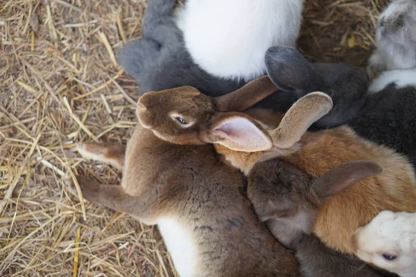 Rabbit sleeping on the farm