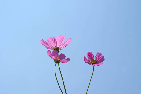 Beautiful cosmos flowers blooming in the sun blue sky background