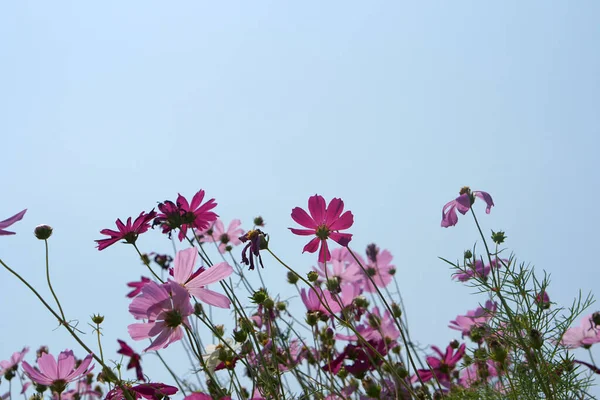 Beautiful cosmos flowers blooming in the sun blue sky background