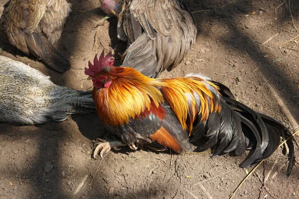 Beautiful, colorful chicken with colorful feathers.