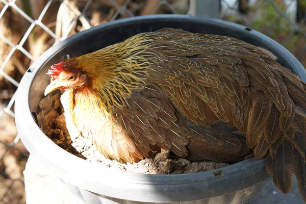 Female chicken is hatching face with sunlight