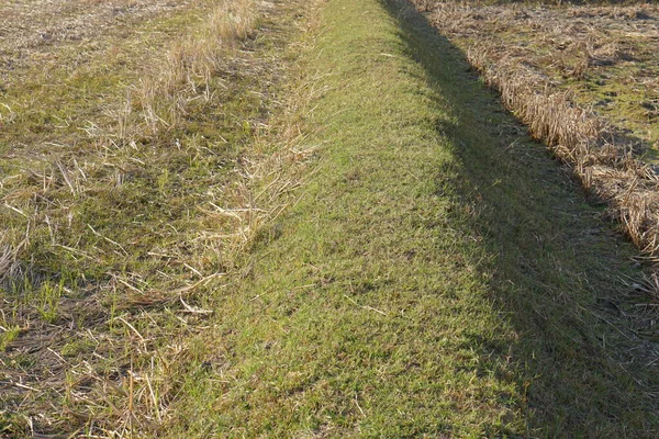 green grass path in the field