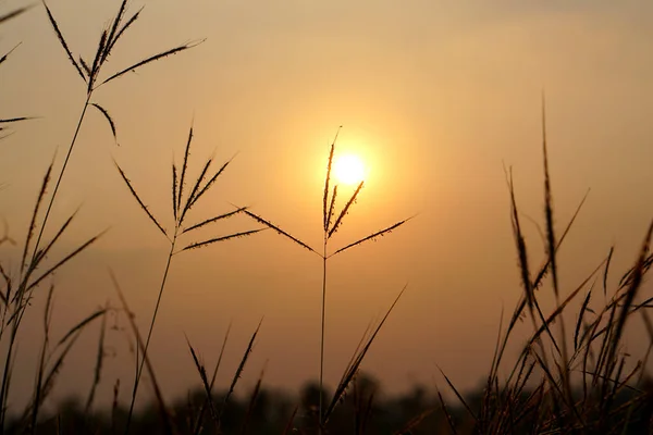 Silhouette flowers grass sunset background