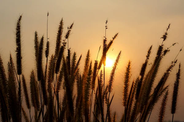 Silhouette flowers grass sunset background