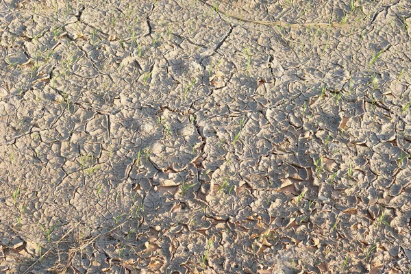 Rice fields are cracked by drought.
