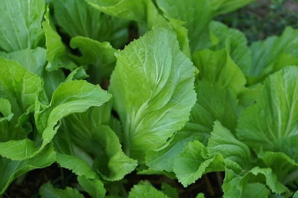 farm organic green lettuce background