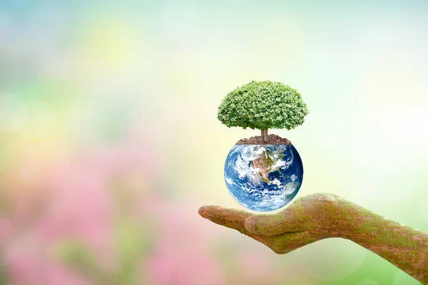 concept of saving the world tree on human hand