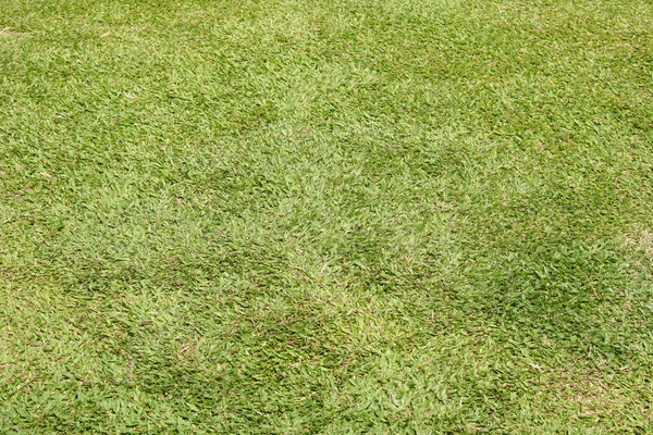 Green Grass Background Sitting Garden — Stock Photo, Image