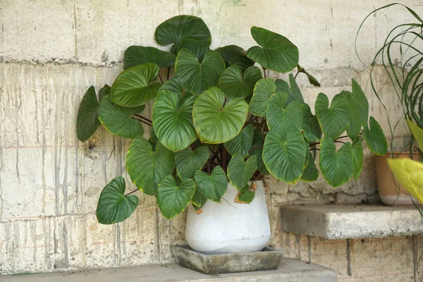 stock image Green ornamental plants planted in the house.