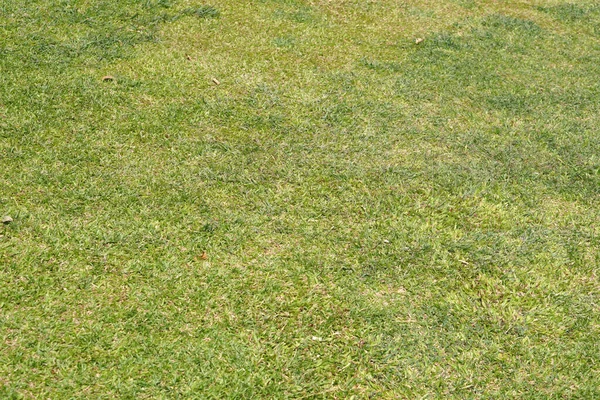 Green Grass Background Sitting Garden — Stock Photo, Image