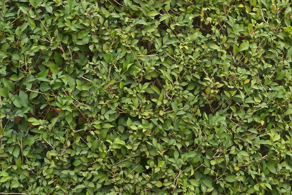 Thick Wall Green Leafy Background — Stock Photo, Image