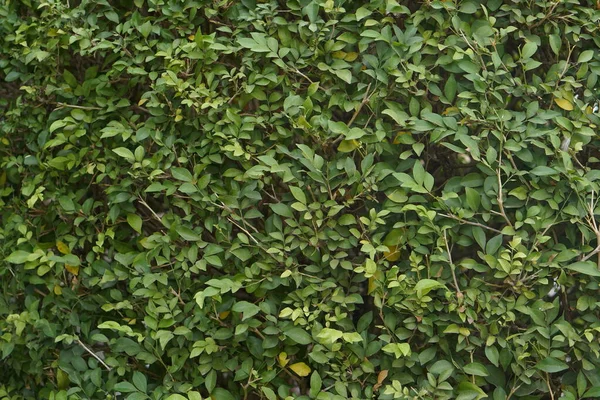 Товста Стіна Зеленого Листяного Фону — стокове фото