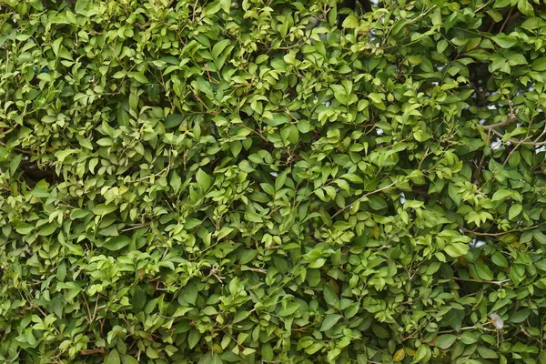 Товста Стіна Зеленого Листяного Фону — стокове фото