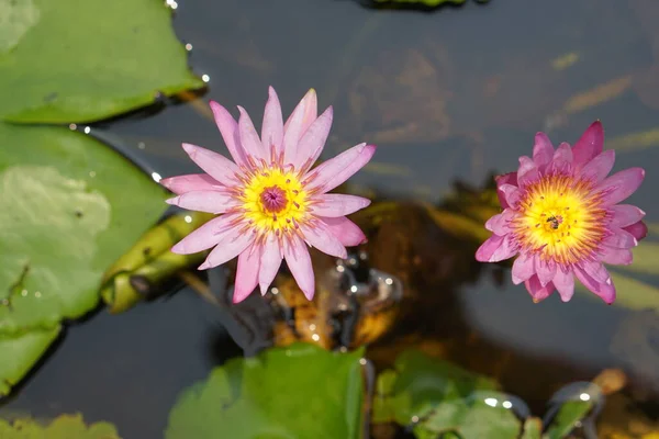 Nilüfer Çiçeği Okuma Parkında — Stok fotoğraf