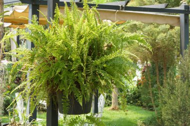Ornamental fern in the garden clipart