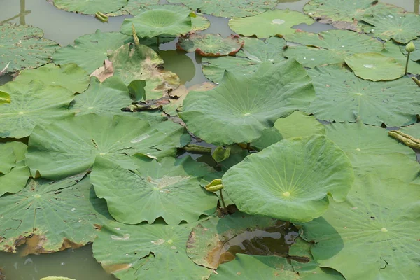 Bahçe Havuzunda Nilüfer Yaprağı — Stok fotoğraf