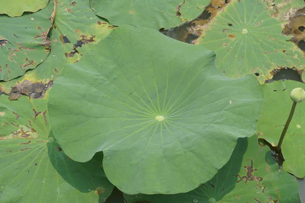 Bahçe Havuzunda Nilüfer Yaprağı — Stok fotoğraf