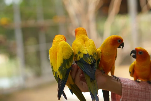 Parrots eat food in human hands