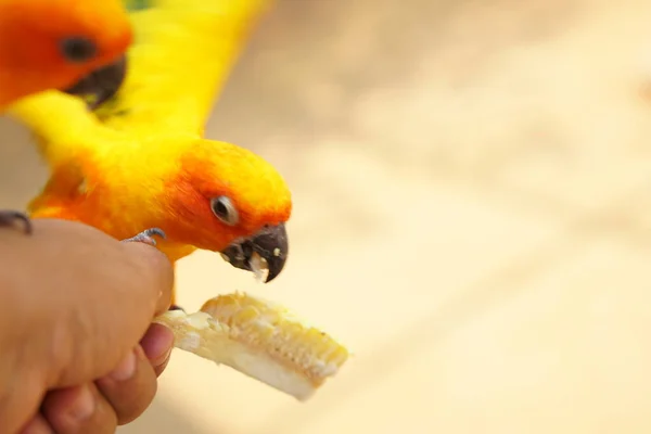 Parrots eat food in human hands